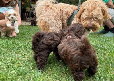 Alle Welpen waren an ihm interessiert. Denn wir haben ja bei Polly gelernt, dass andere Hunde ganz ok sind.