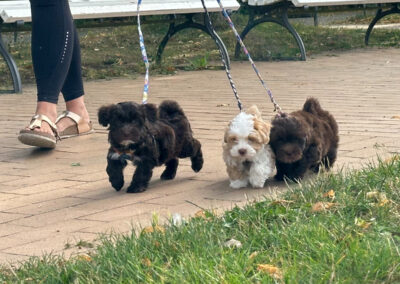 Das Highlight der Woche war ein Ausflug zum Strand. Zuerst durften Kalle, Kuper und Kasper die Promenade erkunden.