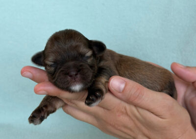 Leopold ist 9 Tage alt.