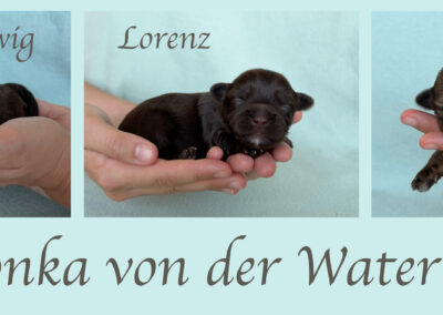 Der L-Wurf ist 9 Tage alt.