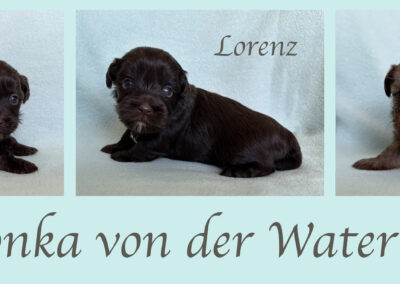 Der L-Wurf ist 23 Tage alt.
