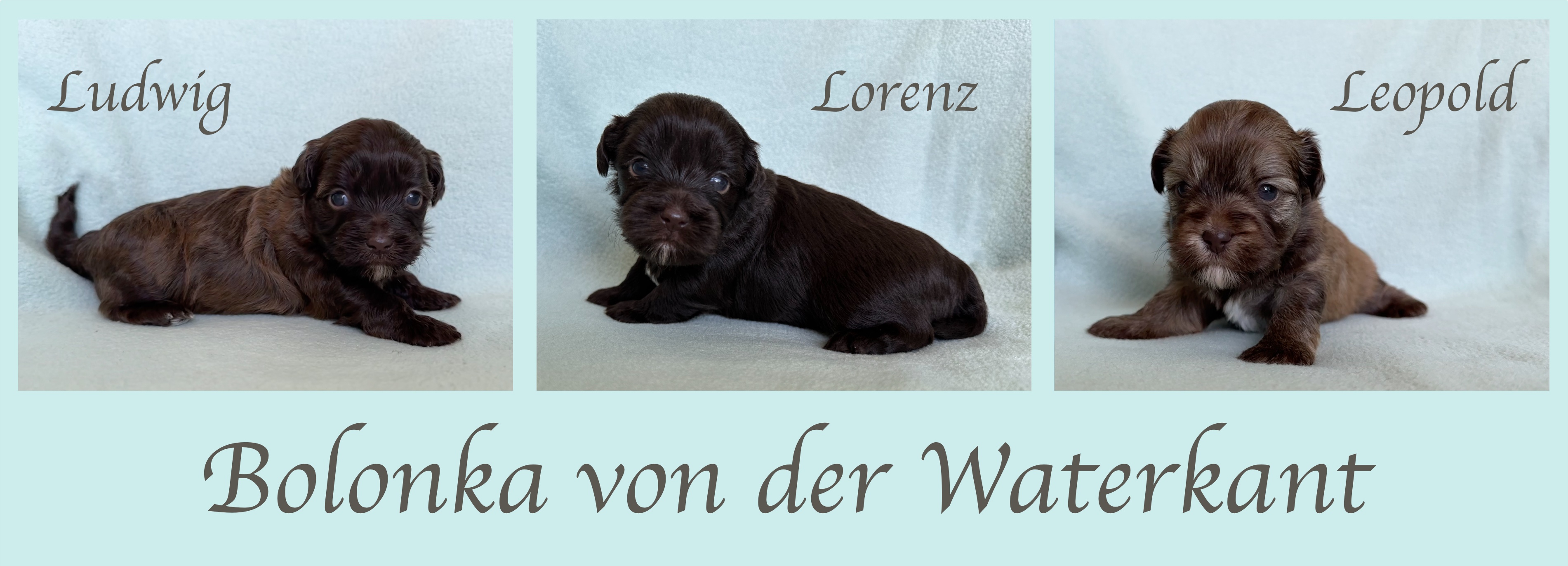 Der L-Wurf ist 23 Tage alt. Der L-Wurf ist 23 Tage alt.