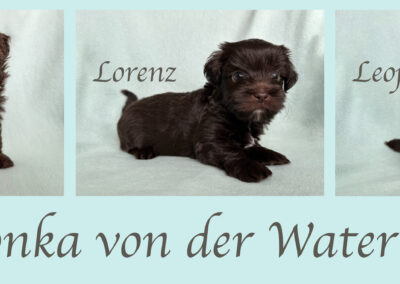 Der L-Wurf ist 39 Tage alt.