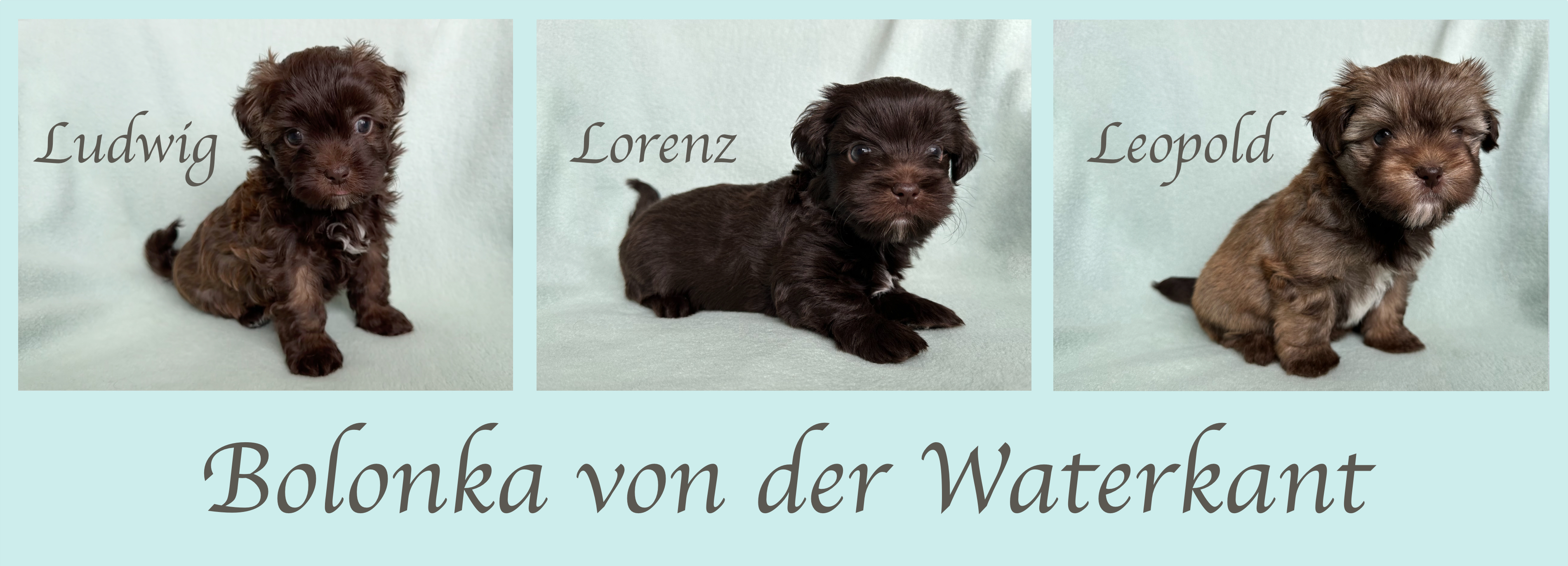 Der L-Wurf ist 39 Tage alt.